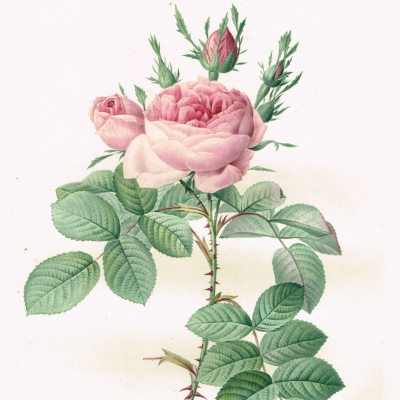 アンティークプリント展 開催中